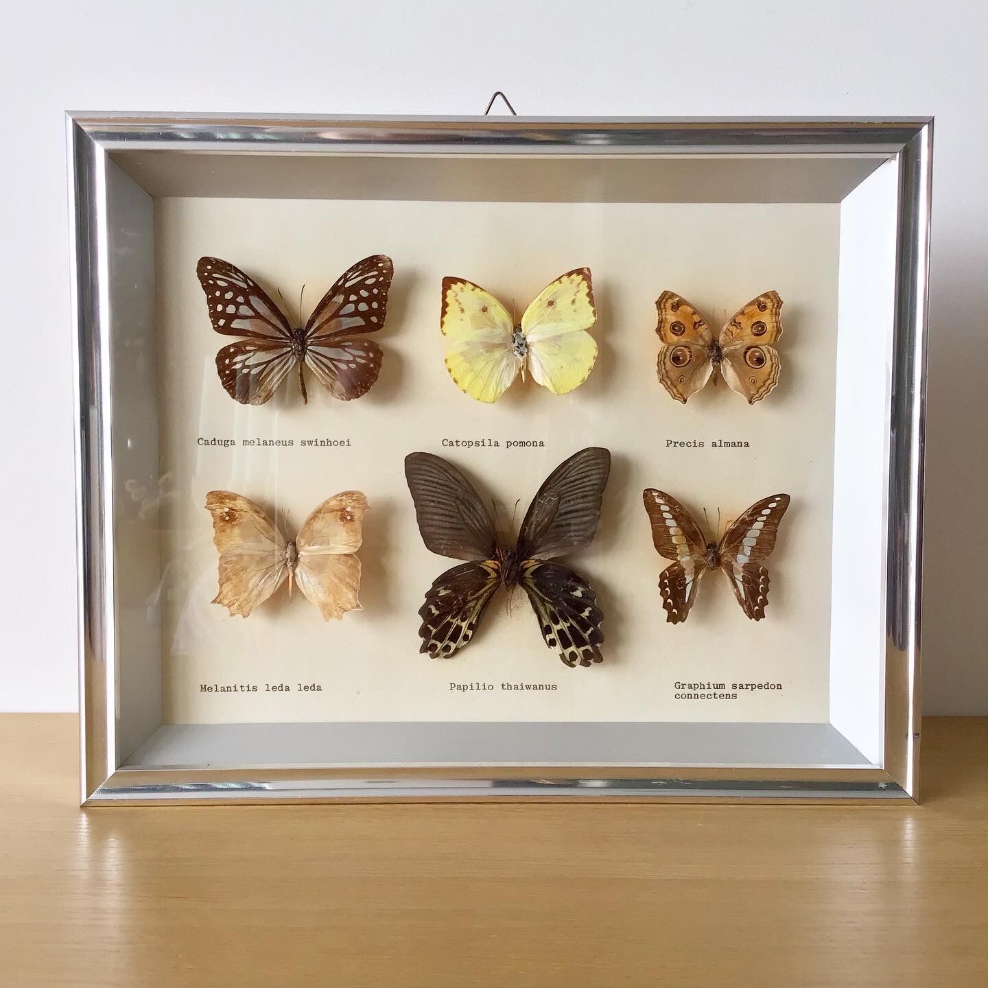 Vintage naturalized butterflies