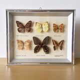 Vintage naturalized butterflies