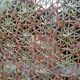 Bamboo screen and rattan 70s
