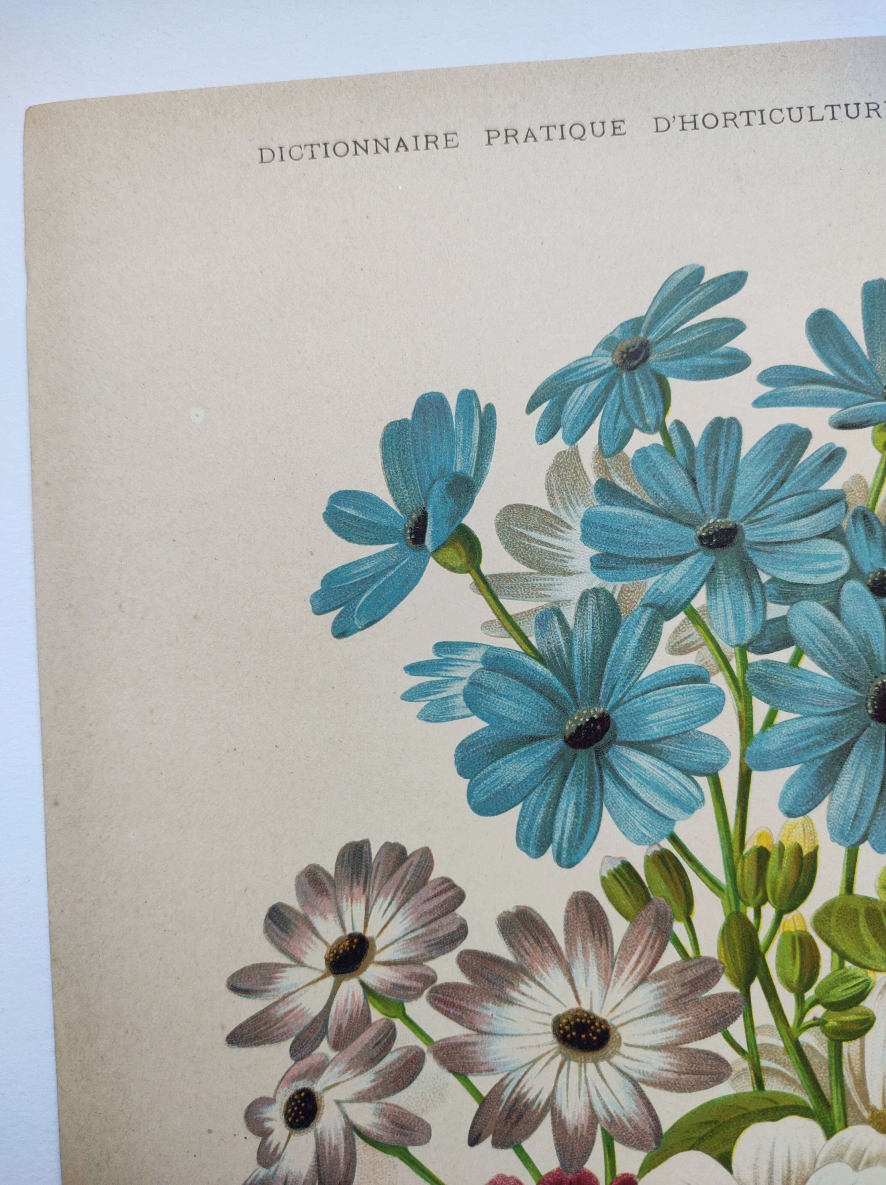 Gravure botanique de 1897 - Cinéraire - Planche originale . Lithographie ancienne de fleur A.Lefevre