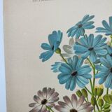 Gravure botanique de 1897 - Cinéraire - Planche originale . Lithographie ancienne de fleur A.Lefevre
