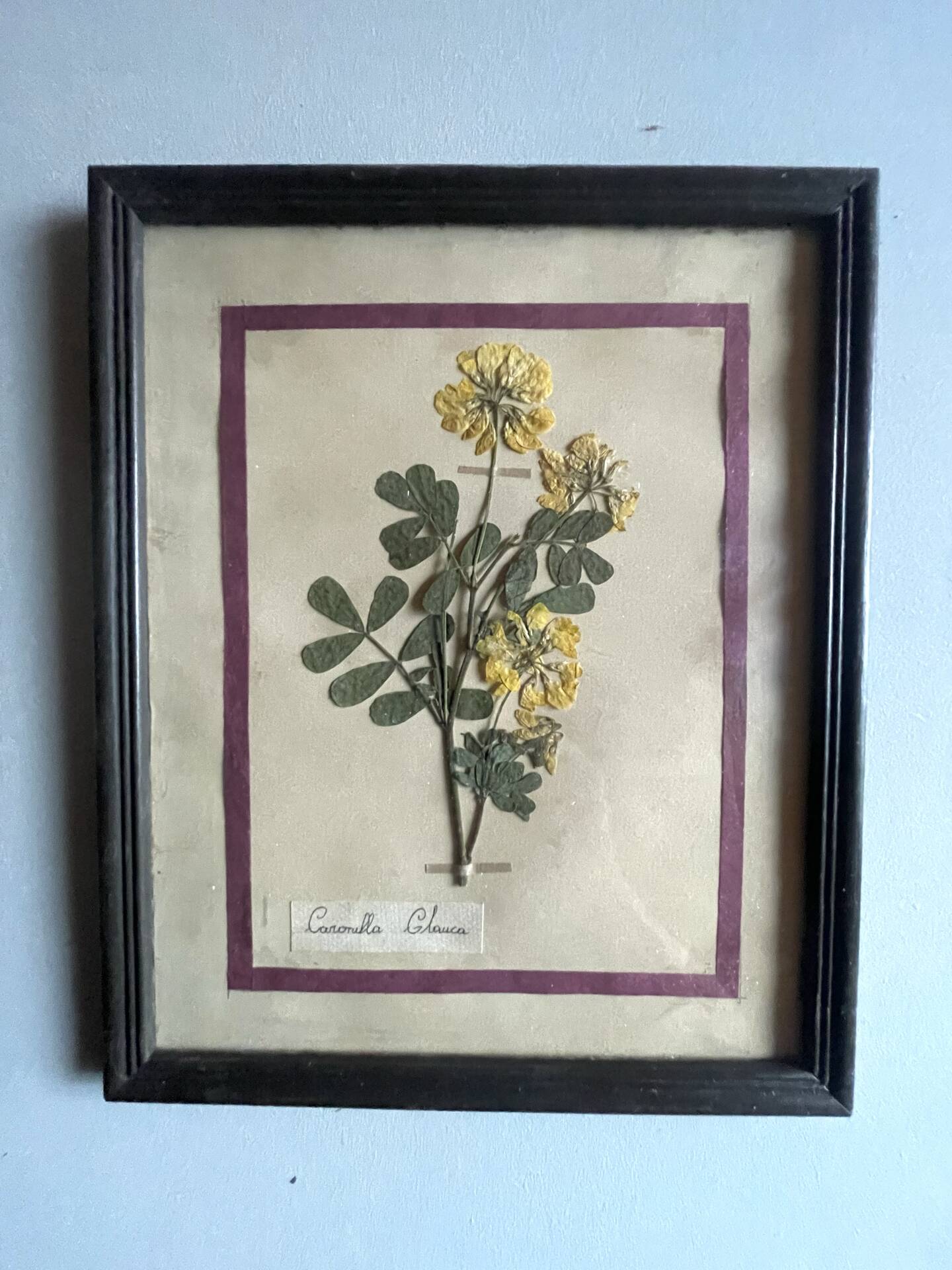 Set of 6 botanical plates