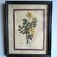 Set of 6 botanical plates