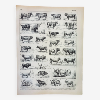 Old engraving 1898, Ox, cow, bull, calf • Lithograph, Original plate