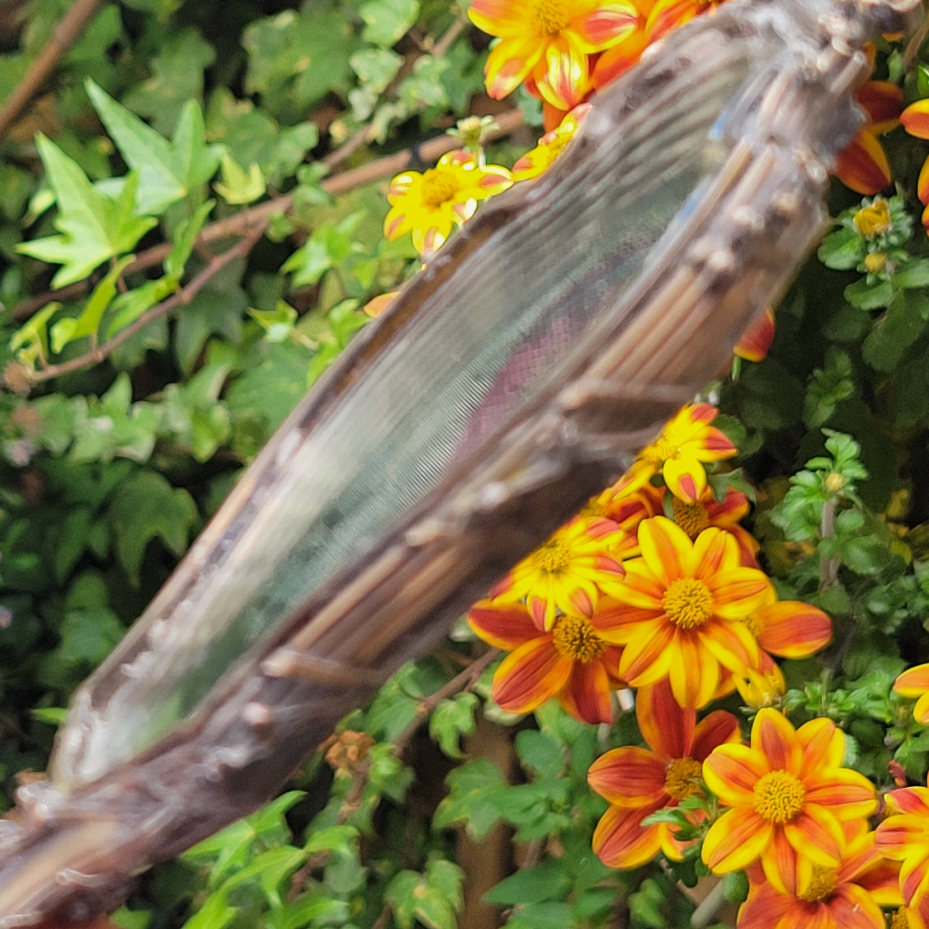 old double-sided hand-held mirror Henri Auguste SOLIÉ 1900