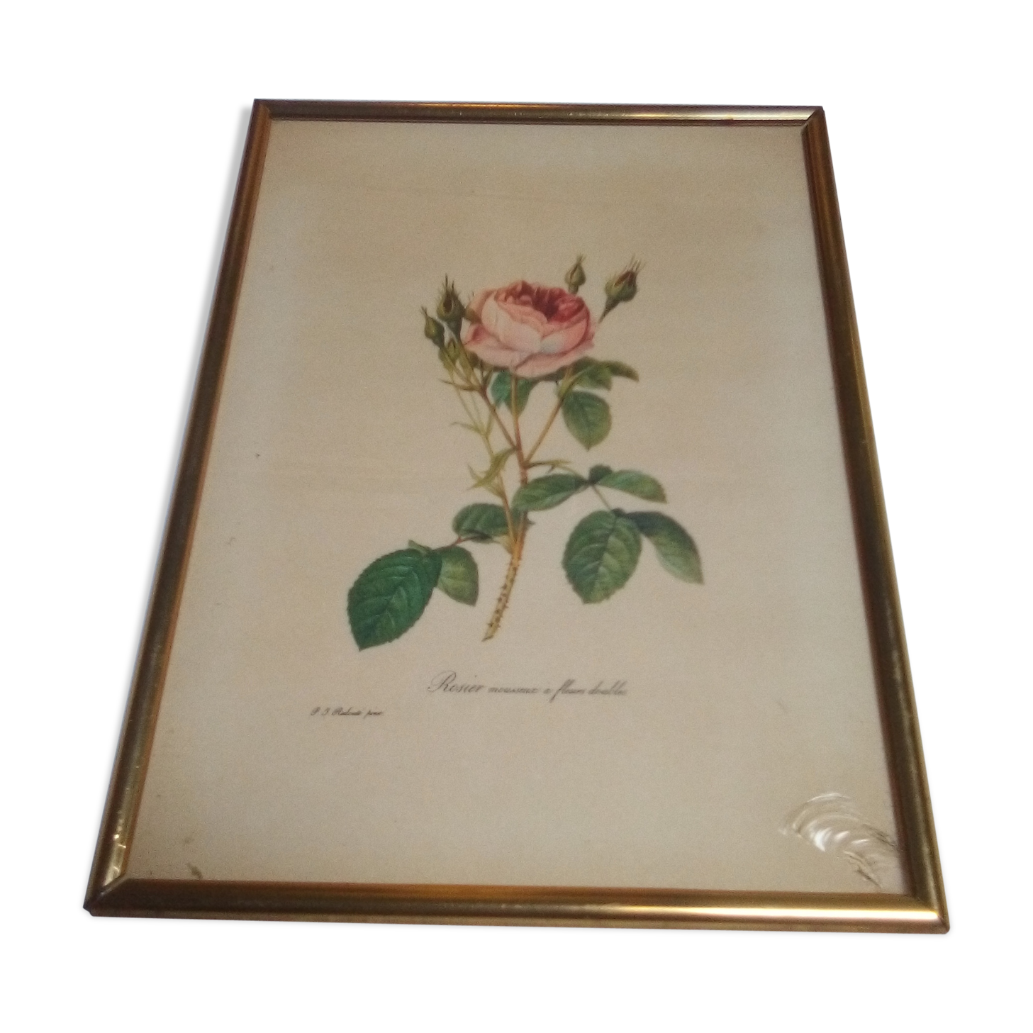 Dreaded botanical plank