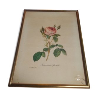 Dreaded botanical plank