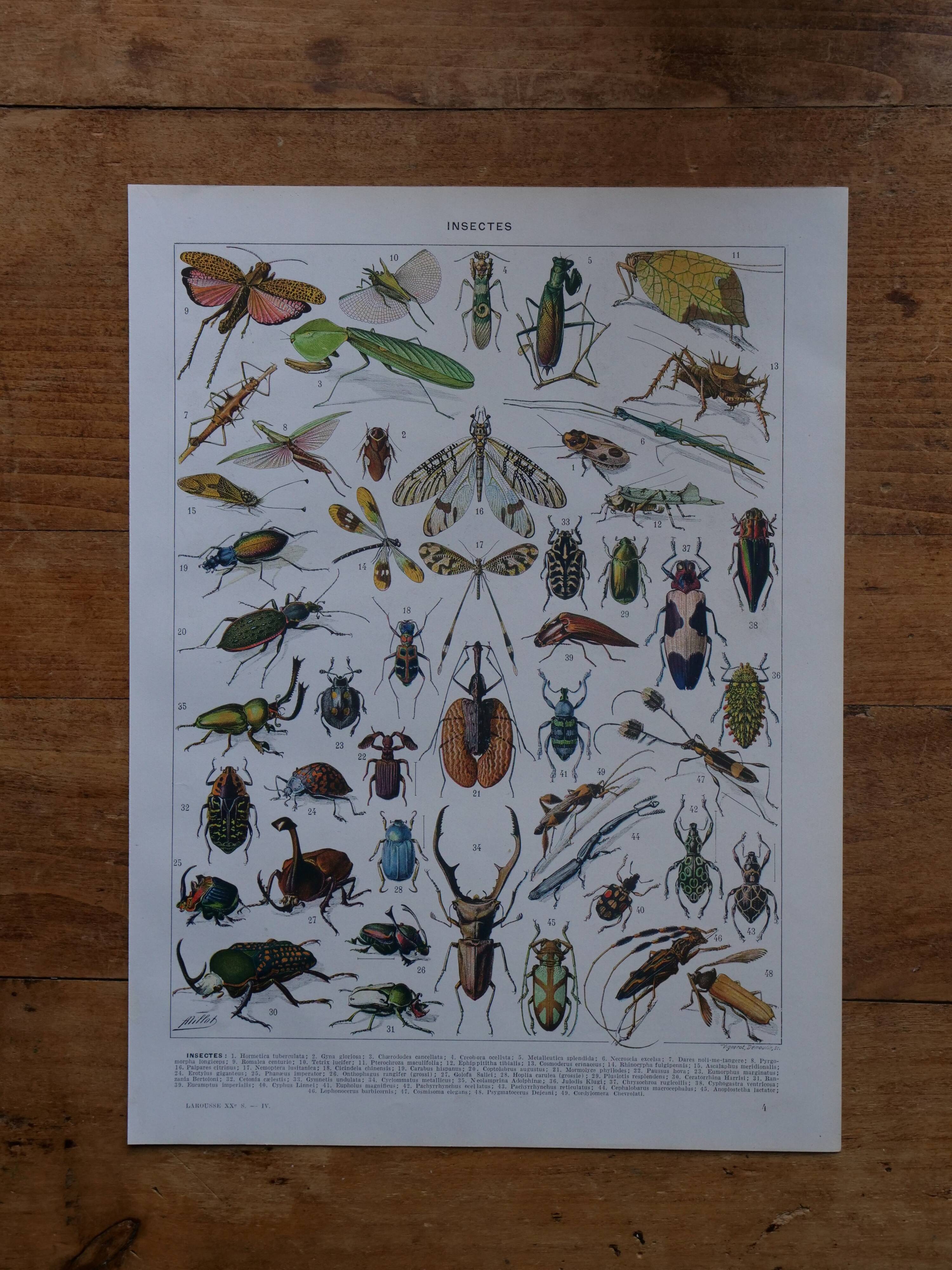 Original lithograph on insects