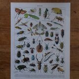 Original lithograph on insects
