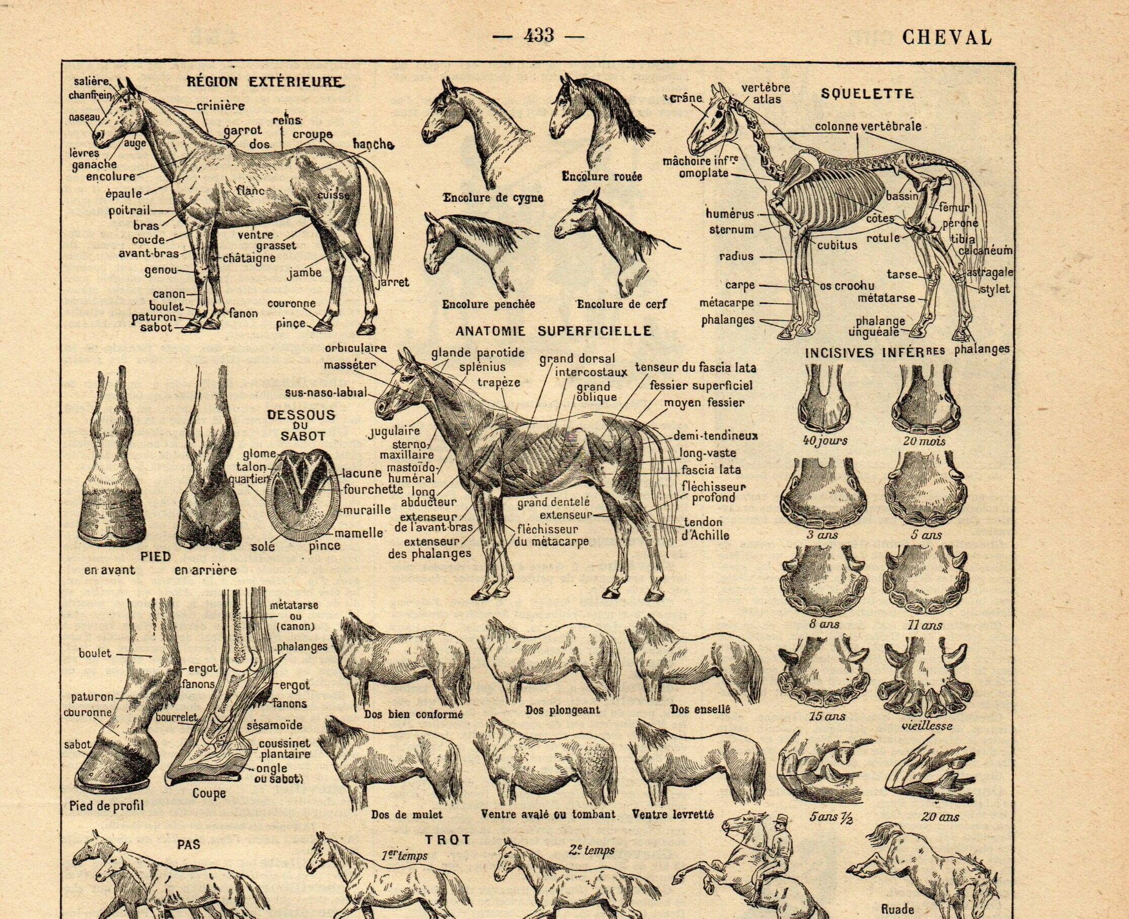 Old engraving from 1923 - Anatomy and breeds of the horse by A. Millot