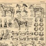 Old engraving from 1923 - Anatomy and breeds of the horse by A. Millot
