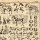 Gravure ancienne de 1923 - Anatomie et races du cheval par A. Millot
