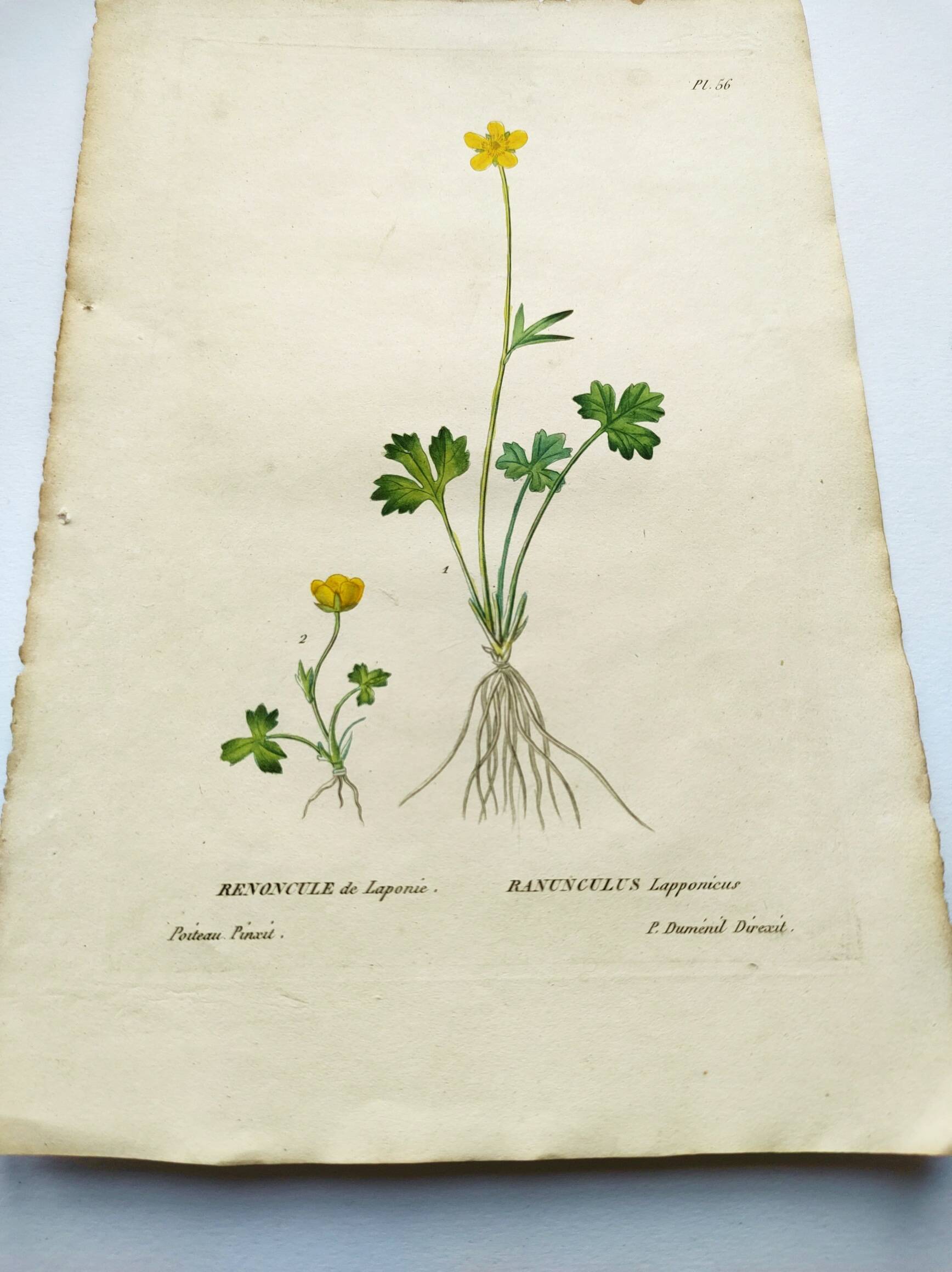 Antique botanical engraving from 1829 - Lapland buttercup - By PA Poiteau