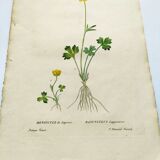 Antique botanical engraving from 1829 - Lapland buttercup - By PA Poiteau