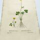 Antique botanical engraving from 1829 - Lapland buttercup - By PA Poiteau