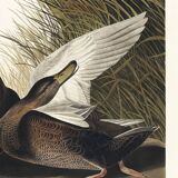 Poster about the American Black Duck, based on an old engraving from 1827.