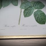 Hundred leaf rose lithograph