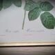 Hundred leaf rose lithograph