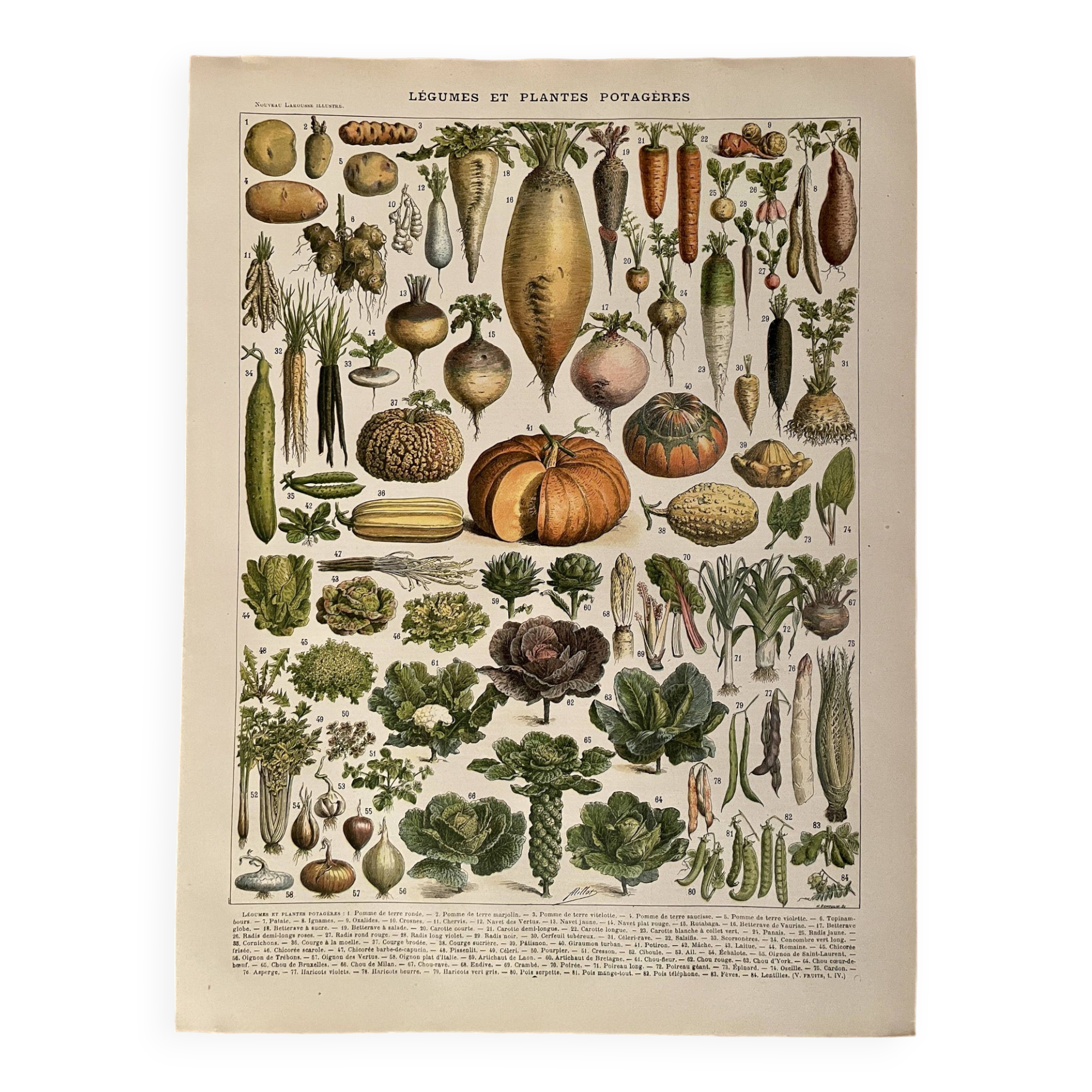 Lithograph on vegetables and vegetable plants - 1900