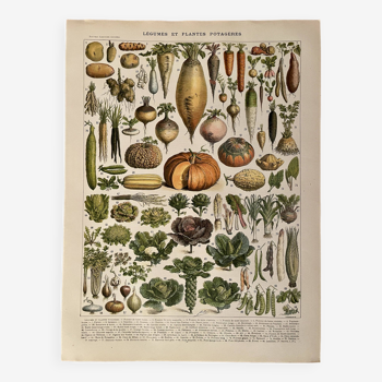 Lithograph on vegetables and vegetable plants - 1900