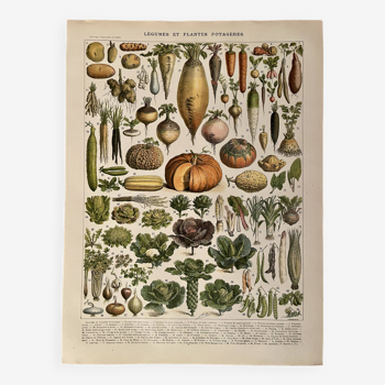 Lithographie sur les légumes et plantes potagères - 1900