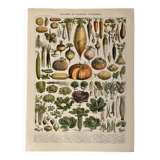 Lithograph on vegetables and vegetable plants - 1900