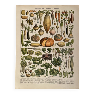 Lithographie sur les légumes et plantes potagères - 1900