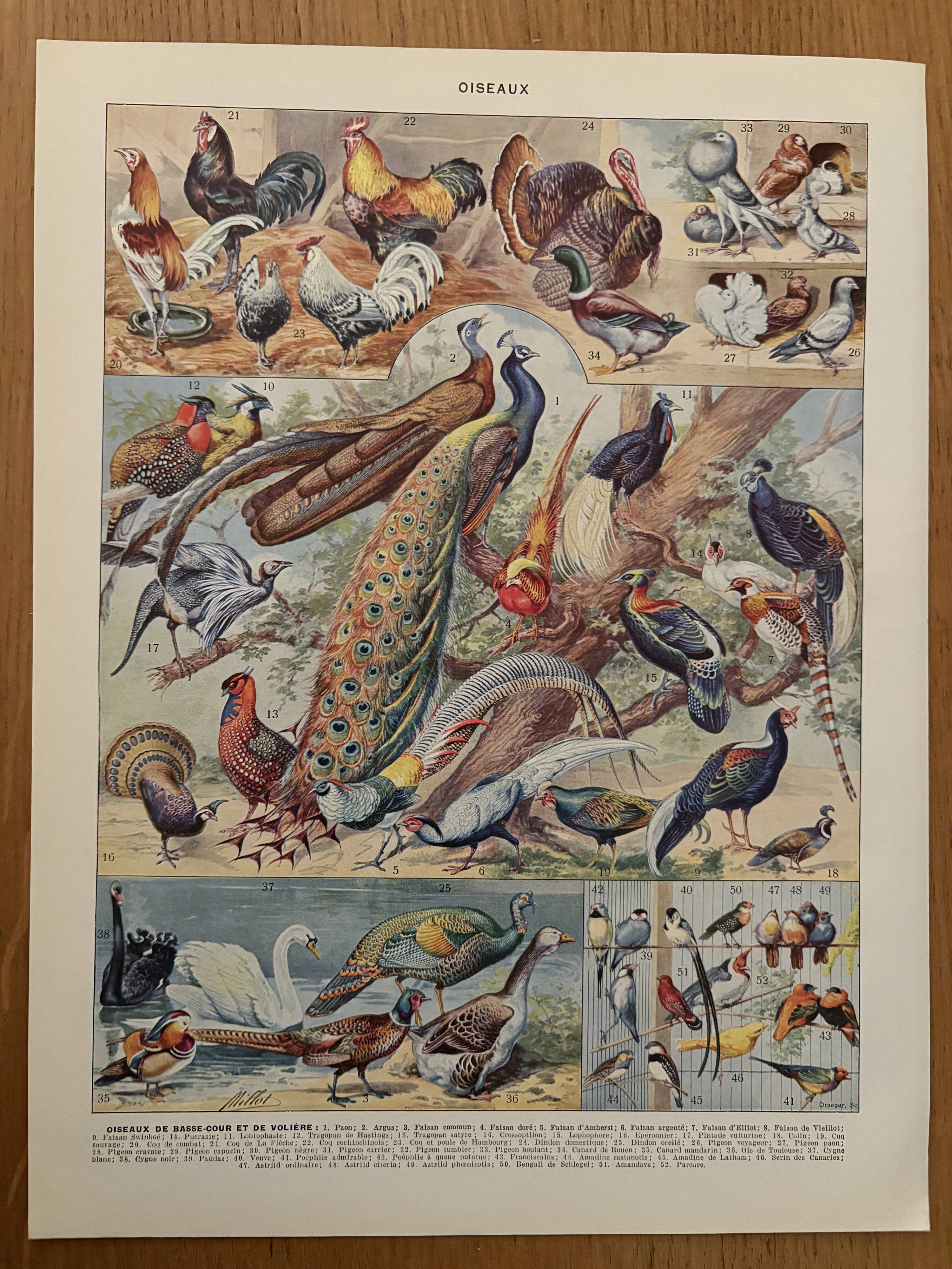 Planche illustrée sur les oiseaux (de basse-cour et volière) - 1930