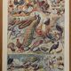 Planche illustrée sur les oiseaux (de basse-cour et volière) - 1930
