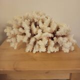 White coral from the 70s