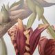 Old flower engraving 1899 - Stanhopea - Vintage botanical print
