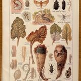 Lithograph on the diseases and enemies of beet from 1921