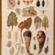 Lithographie sur les maladies et ennemis de la betterave de 1921