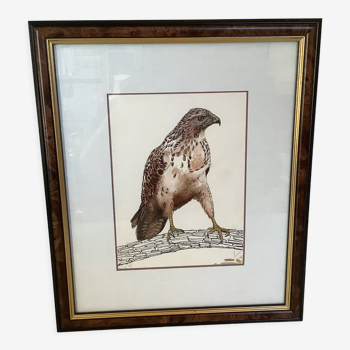 Old bird raptor frame