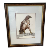 Ancien cadre rapace oiseau