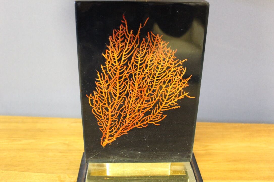 Coral decoration lamp at the end of 1970