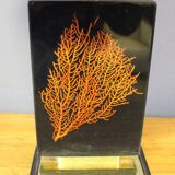 Coral decoration lamp at the end of 1970