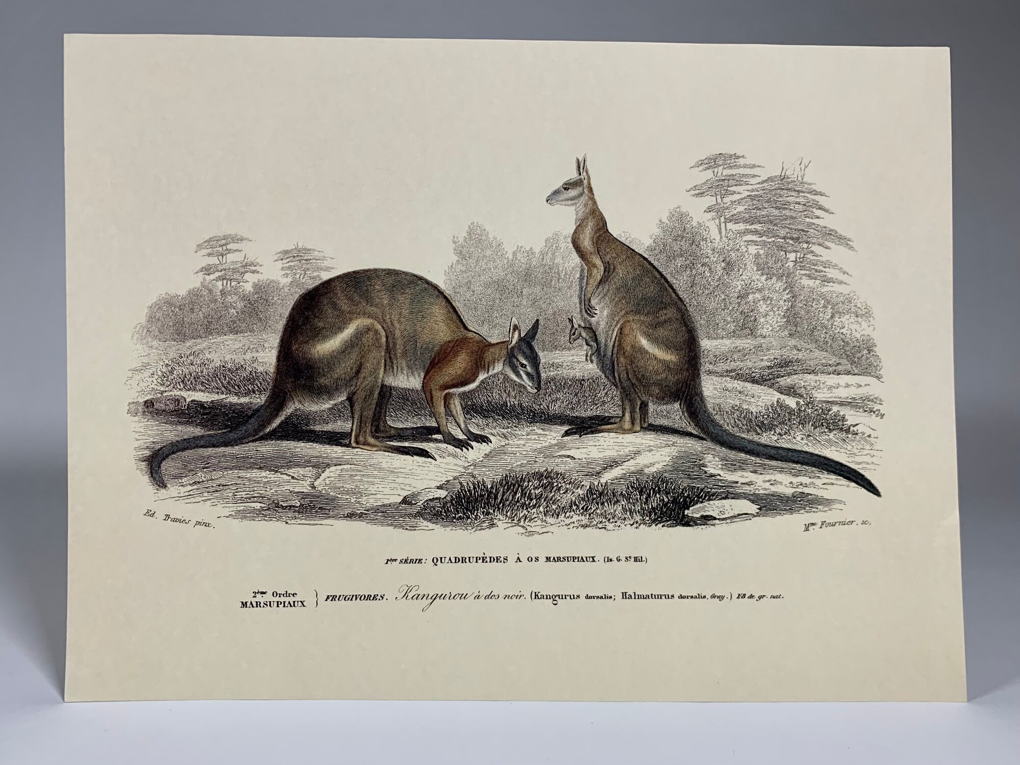 Black-backed kangaroo - illustration plate of the universal dictionary of natural history