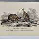 Black-backed kangaroo - illustration plate of the universal dictionary of natural history