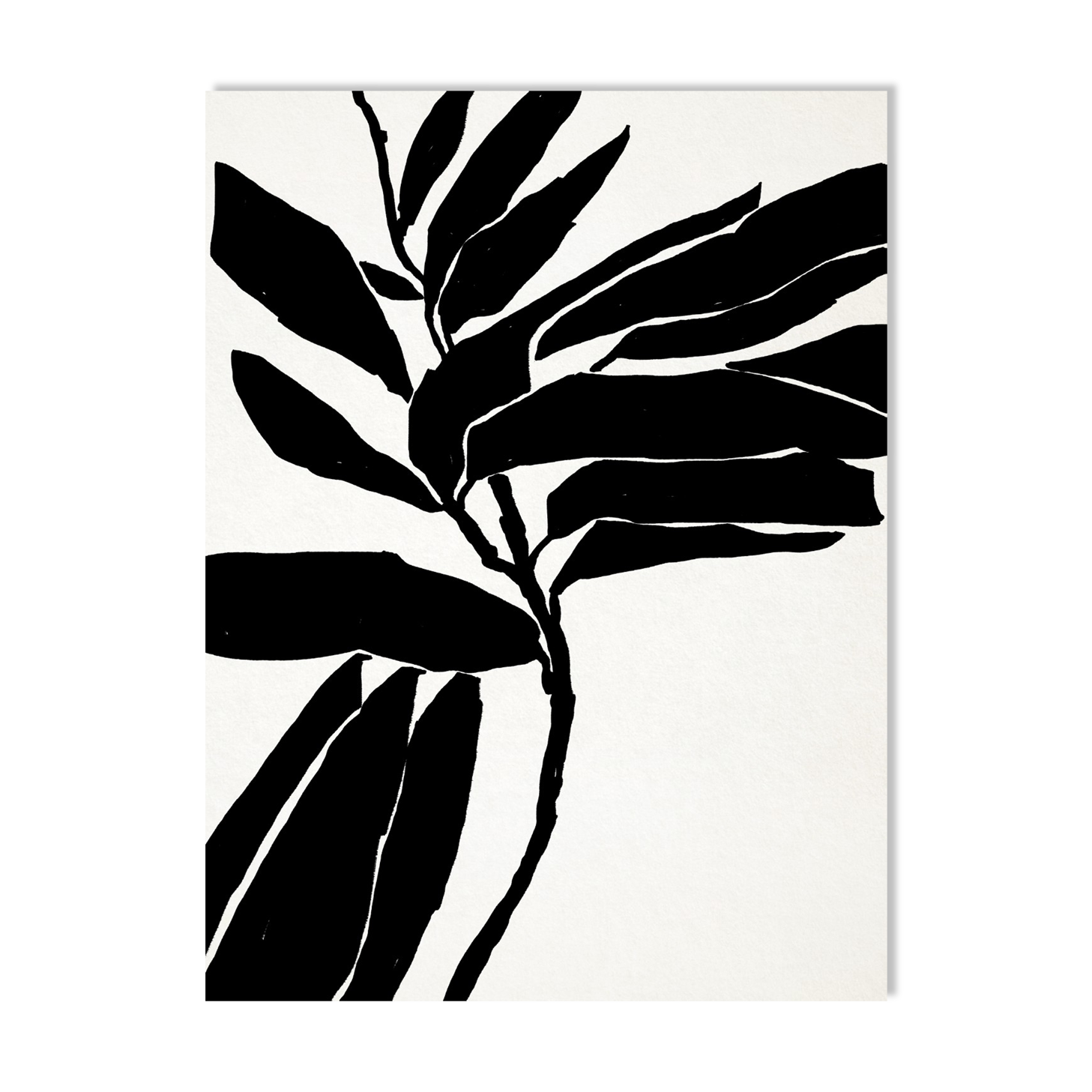 Botanical illustration in black, 50x70