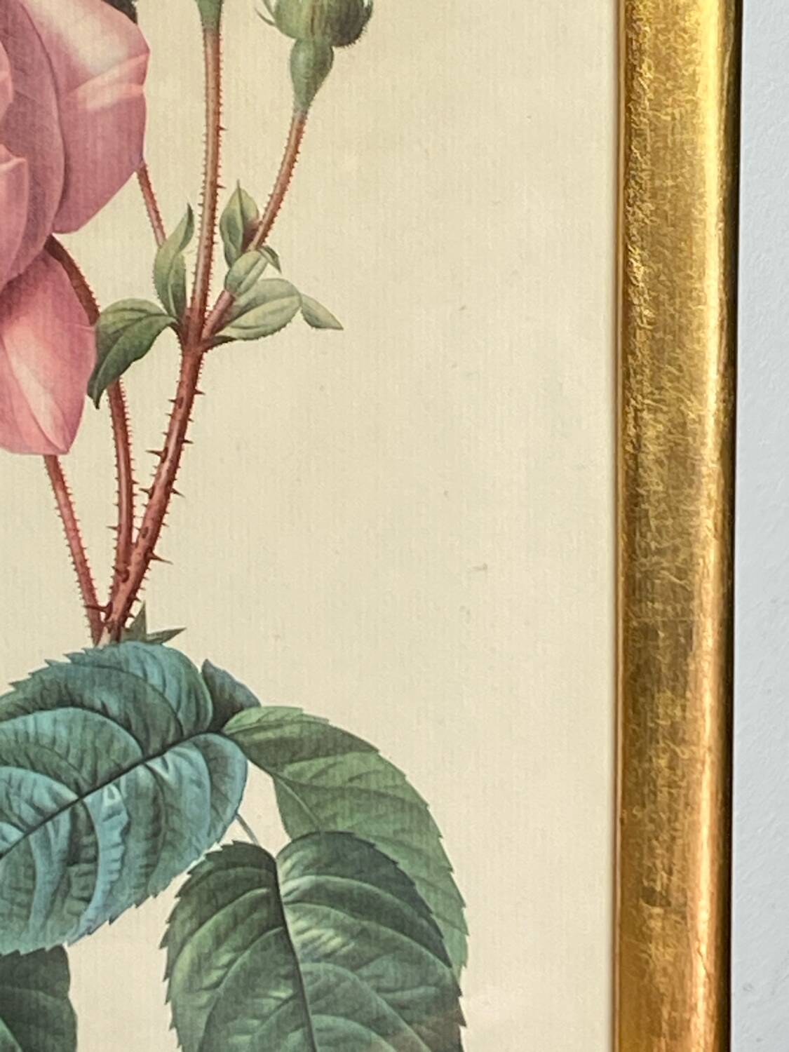 Botanical poster, Rosa Centifolia, after PJ Redouté