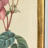 Botanical poster, Rosa Centifolia, after PJ Redouté
