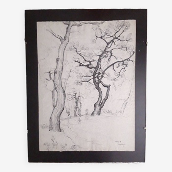 Ink drawing 1946 trees in winter