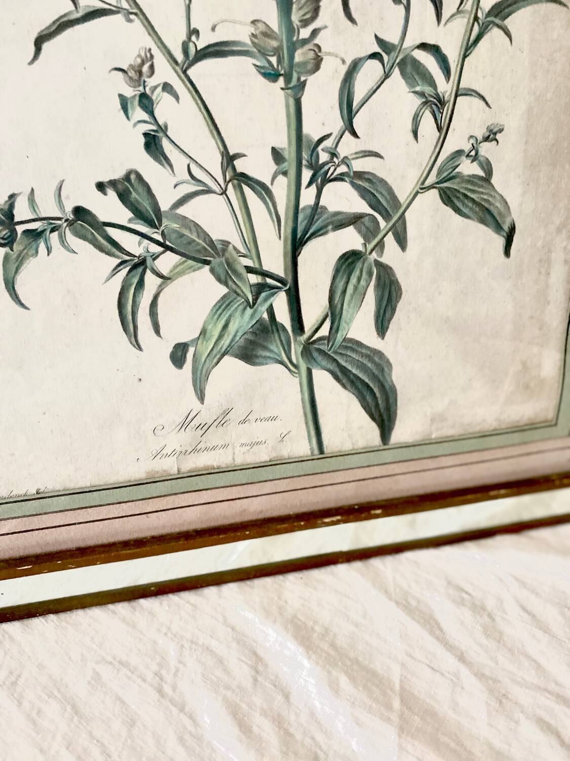 Botanical lithograph frame