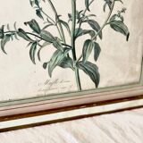 Botanical lithograph frame