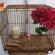 Old birdcage