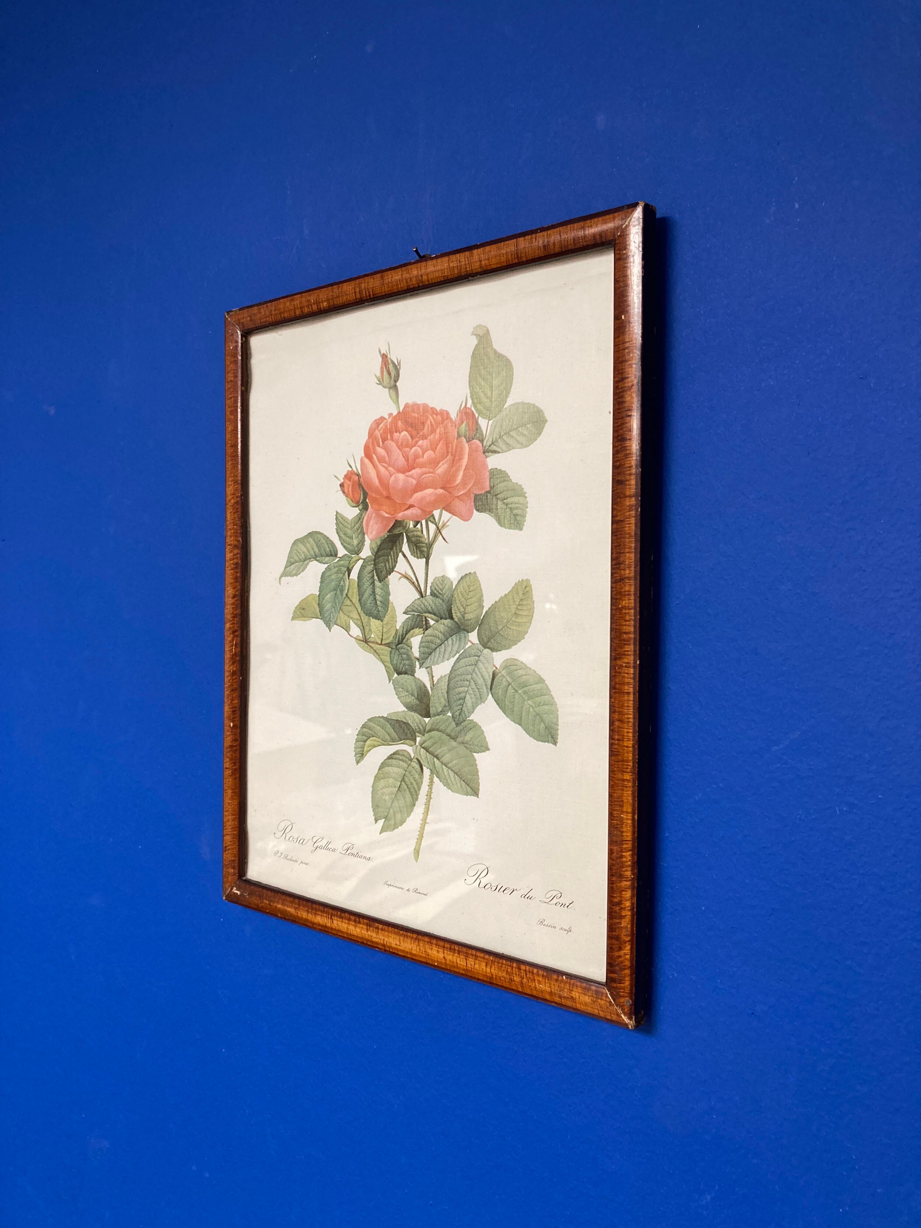 Illustration Rose Redouté