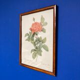 Illustration Rose Redouté