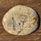 Small beige oval petrified wood dish or tray with crystals.
