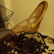 Rattan armchair